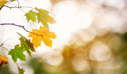Maple branch with autumnal leaves on the sunny background in the forest.