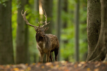 Huge fallow deer, dama dama, standing in forest in autumn nature. Antlered mammal looking in woodland in fall. Spotted stag watching in wilderness.