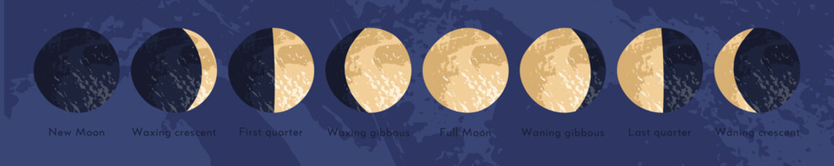 Moon phase, lunar cycle, synodic month. Lunary visible side. New and full moon, waxing and waning crescent, first and last quarter, gibbous. Astronomy, astrophysics. Vector flat cartoon illustration