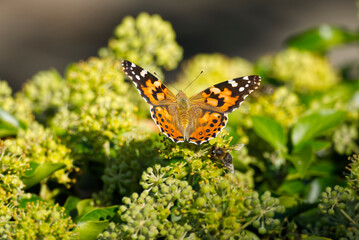 Painted Lady (Vanessa Cardui) Butterfly perched on ivy hedge (hedera helix) in Zurich, Switzerland