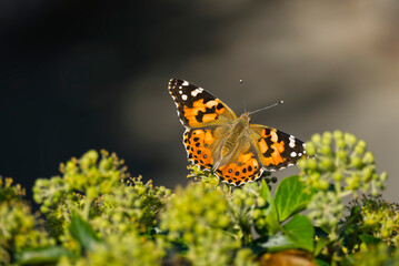 Painted Lady (Vanessa Cardui) Butterfly perched on ivy hedge (hedera helix) in Zurich, Switzerland