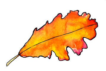 Yellow and orange oak leaf on the white background