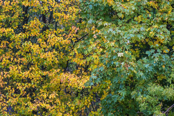 Background of yellow and green wet leaves on a rainy day.