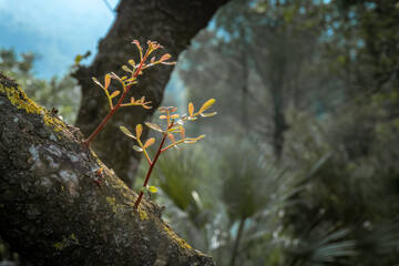 Close-up with unfocused background of some branches with young leaves growing on a tree.