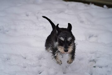 Petit Schnauzer qui jour dans el neige
