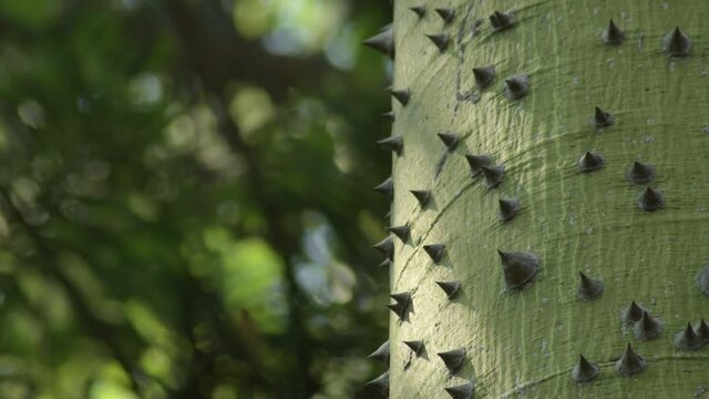 Spikes and thorns on the trunk of a tree. Ceiba speciosa
