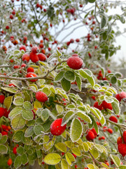 Frozen rose hips covered with hoarfrost