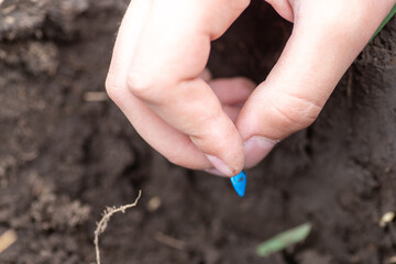 Hands of farmer growing and nurturing plant seeds of carrots in garden bed. Sowing seeds in spring for ecological farming. Growing vegetables for healthy eating. Earth day concept.