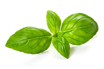 Fresh organic basil leaf, close-up, isolated on white background. - obrazy, fototapety, plakaty