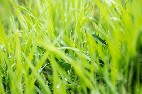 Fresh green grass with dew drops abstract blurred background. juicy young grass in sunlight rays. green leaf macro.
