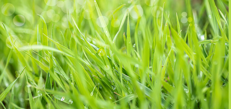 Bright fresh Summer or spring nature background. closeup. Fresh green grass with dew drops abstract blurred background. Soft Focus