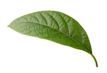 Obraz premium Avocado green leaf