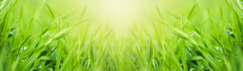 Greenfield of young wheat, juicy young grass in sunlight rays. green leaf macro. Young green wheat swaying gently in the wind illuminated by the sun. Banner