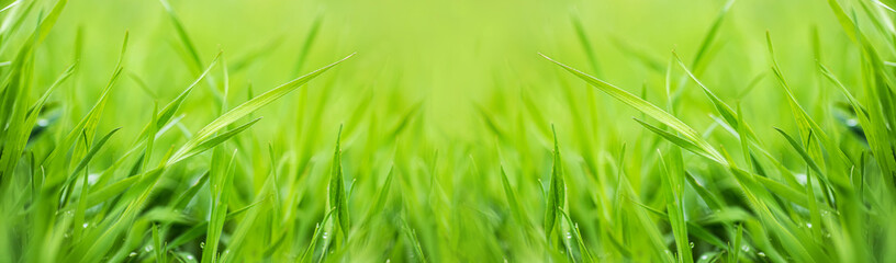 Greenfield of young wheat, juicy young grass in sunlight rays. green leaf macro. Young green wheat swaying gently in the wind illuminated by the sun. Banner