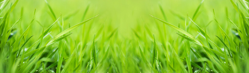 Greenfield of young wheat, juicy young grass in sunlight rays. green leaf macro. Young green wheat swaying gently in the wind illuminated by the sun. Banner