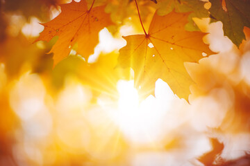Maple branch with autumnal leaves on the sunny background in the forest.