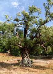 Stare drzewo
