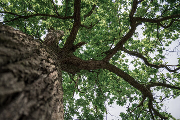 Tree crown, summer in South Bohemia