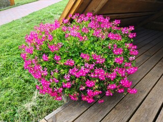 Beautiful summer flowers are planted in unusual abstract-shaped vases outdoors for landscaping the yard
