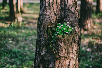 flowers in tree