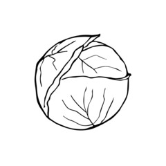 cabbage, autumn harvest, 
preparations for the winter,
sketch line