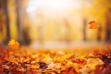 Keuken spatwand met foto Defocused view of the colorful leaves in the autumnal park. © candy1812