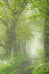 Fototapeta na wymiar Beautiful spring colors on a misty day in a forest in the Netherlands.