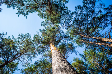 Fototapeta premium Blue spruce branches in close-up, against the blue sky. Natural pine needles of the pine forest. Ecologically clean area.