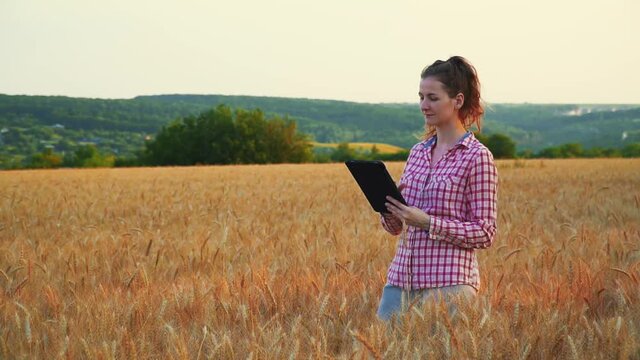 woman takes pictures of millet on tablet. sends it to manufacturer. agronomist farmer works in field checking wheat grain for quality. Harvesting cereals. inspect soya bean crops growing concept.