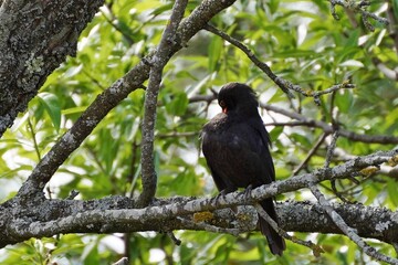 La toilette du merle dans un amandier