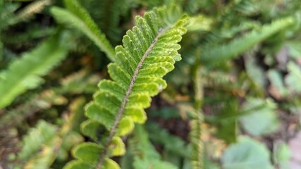 close up of fern 1