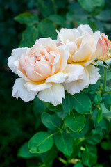 Blossom pink roses in garden