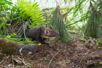 American Pine Marten (Martes americana) Kit Creeps Out From Under Summer