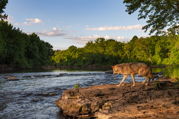 Grey Wolf (Canis lupus) Walks Along Rock on Side of River Summer