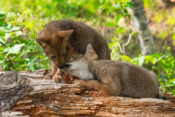 Coyote Pups (Canis latrans) Interact on Log Summer