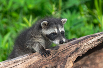 Raccoon (Procyon lotor) Looks Out From Atop Log Summer
