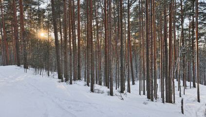 sun in winter pine forest in snow at sunset