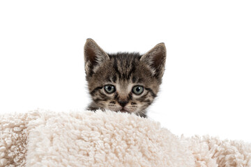 Pretty little grey cat on a white background