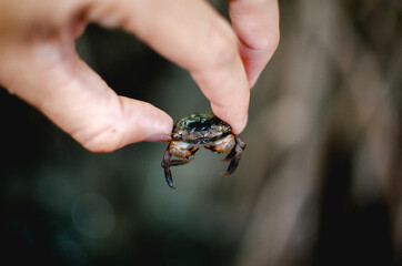 Crab in the mangrove