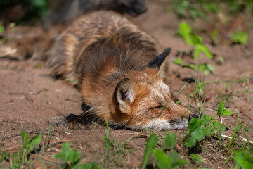 Red Fox (Vulpes vulpes) Snoozes Outside Den Summer