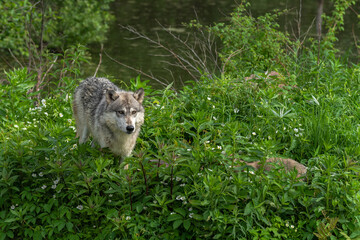 Grey Wolf (Canis lupus) Stands in Greenery with Pup Summer