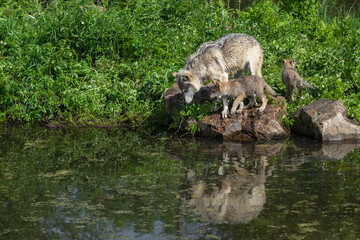 Grey Wolf (Canis lupus) and Pup Look Into Water Reflected Third Walks Away Summer