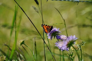 papillon vanesse de l'ortie ou petite tortue
