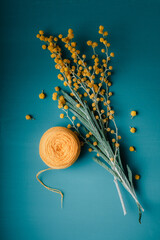 mimosa on a blue monochrome background. top view with space to copy. a postcard for March 8 or women's day. spring flowers as a gift. top view