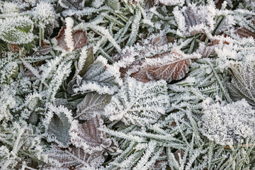 	
Frost on leaves in winter
