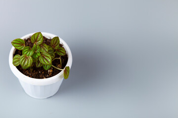 Indoor flower on a gray background.