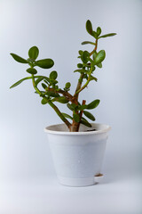Fototapeta premium Indoor flower on a gray background.
