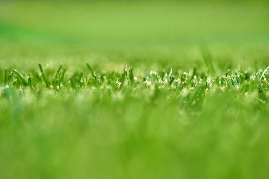 Selective focus photo of trimmed grass