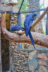 Spix's macaw. his species is no longer found in the wild.