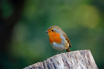 Eurasian robin perched on a log in a woodland location